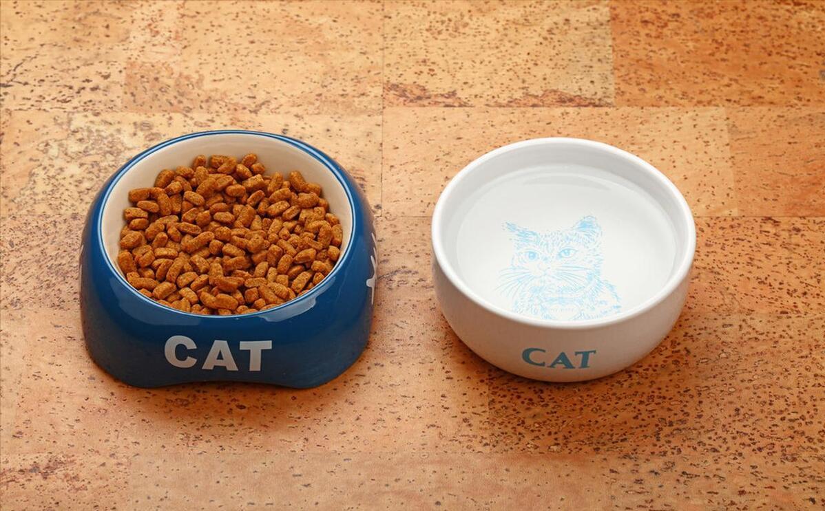 铲屎官回了老家结果给猫喂了猫粮,新手铲屎官注意让猫咪远离毒猫粮