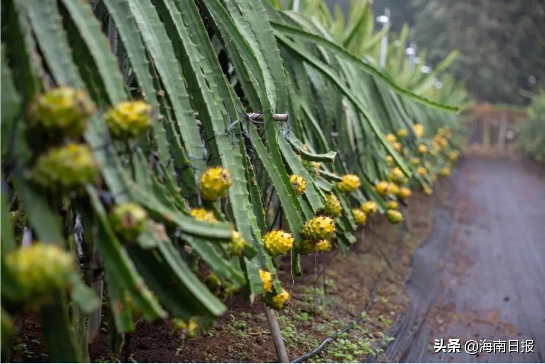 海南农业种植新品种,海南全新都市农业有哪些类型