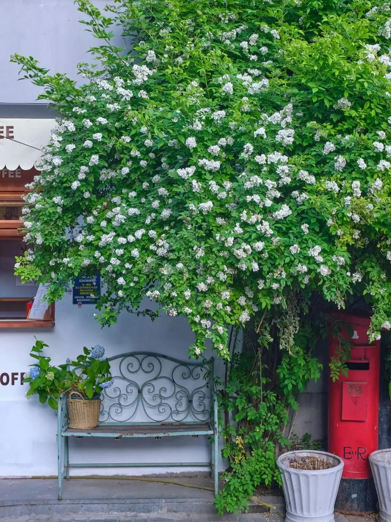 手机壁纸北京春天,北京胡同秋天壁纸