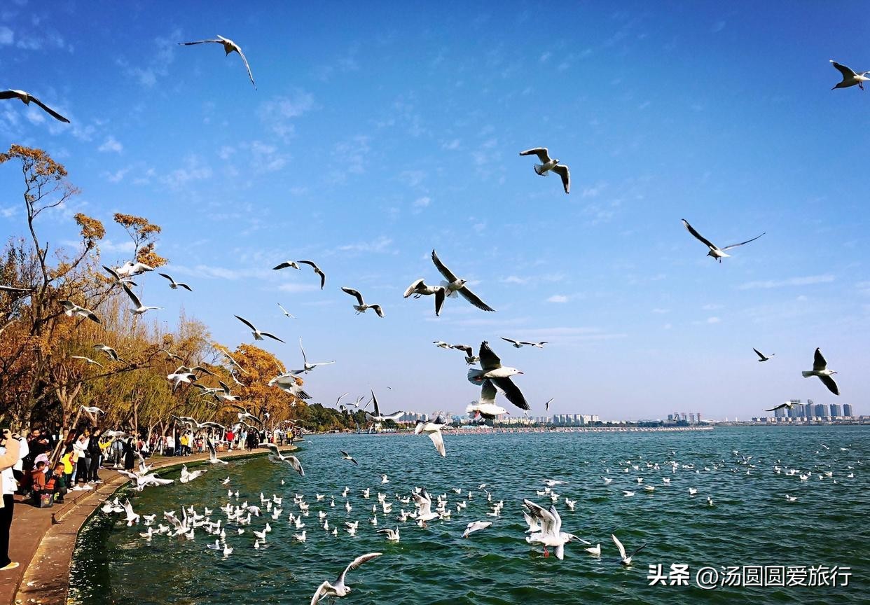 翠湖红嘴鸥每年冬天如期而至,昆明冬季观看海鸥的最佳地方