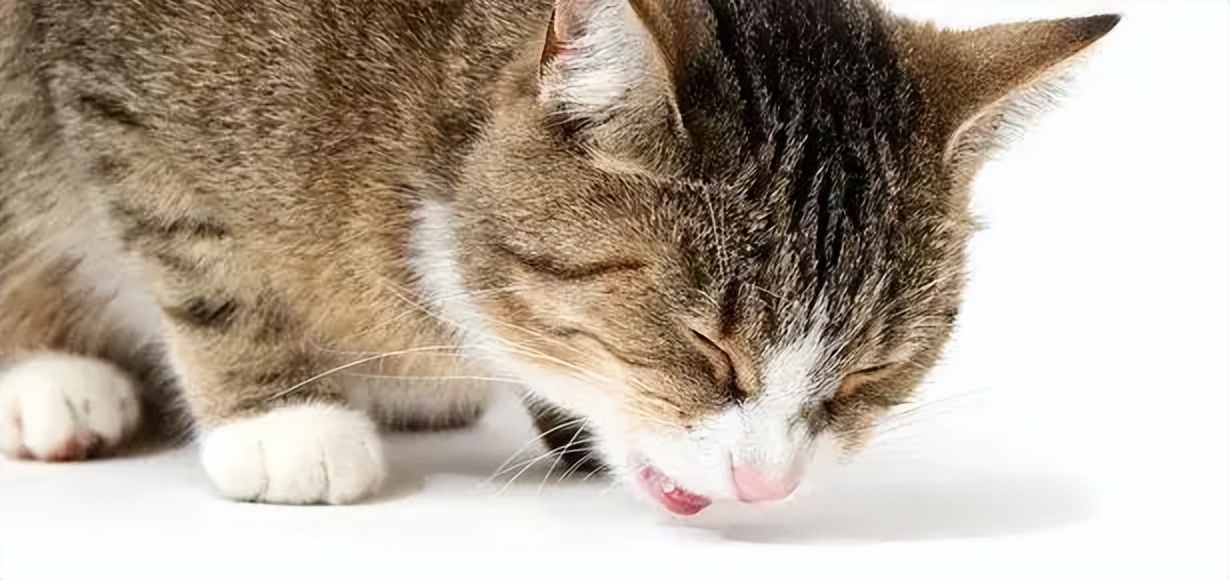 猫咪呕吐的原因和解决方法,猫咪呕吐到医院检查什么