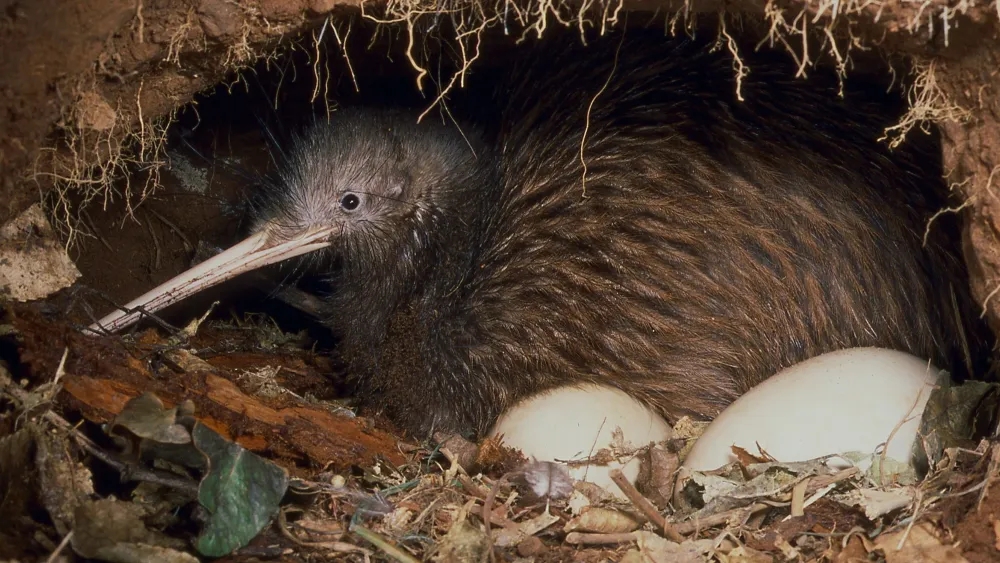 鸟翅膀退化,鸟退化了翅膀