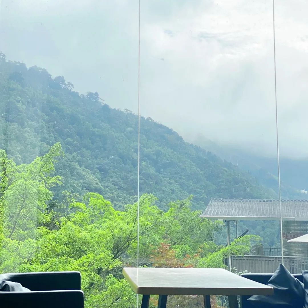 猫咪走太空步原视频最火,猫咪壁虎漫步视频