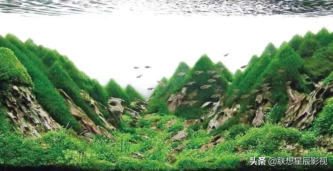 观赏鱼用的硝化细菌,观赏鱼杀菌盐对水草有害吗