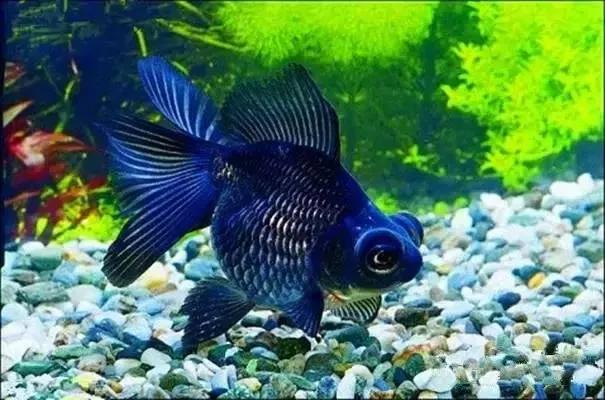 各种漂亮鱼的名称及图片,漂亮可爱的海水观赏鱼