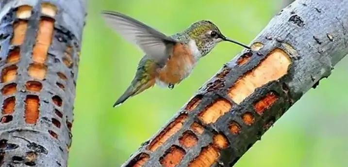 钻木取火木材着火点,适合钻木取火的木材