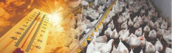 氨基酸维生素矿物质的作用是什么,氨基酸维生素矿物质的作用