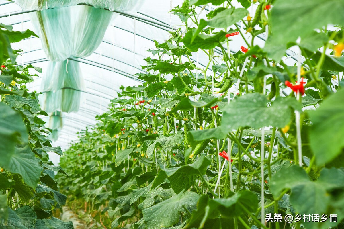 七叶瓜怎么种才结瓜多,8月瓜要怎么种才结得多