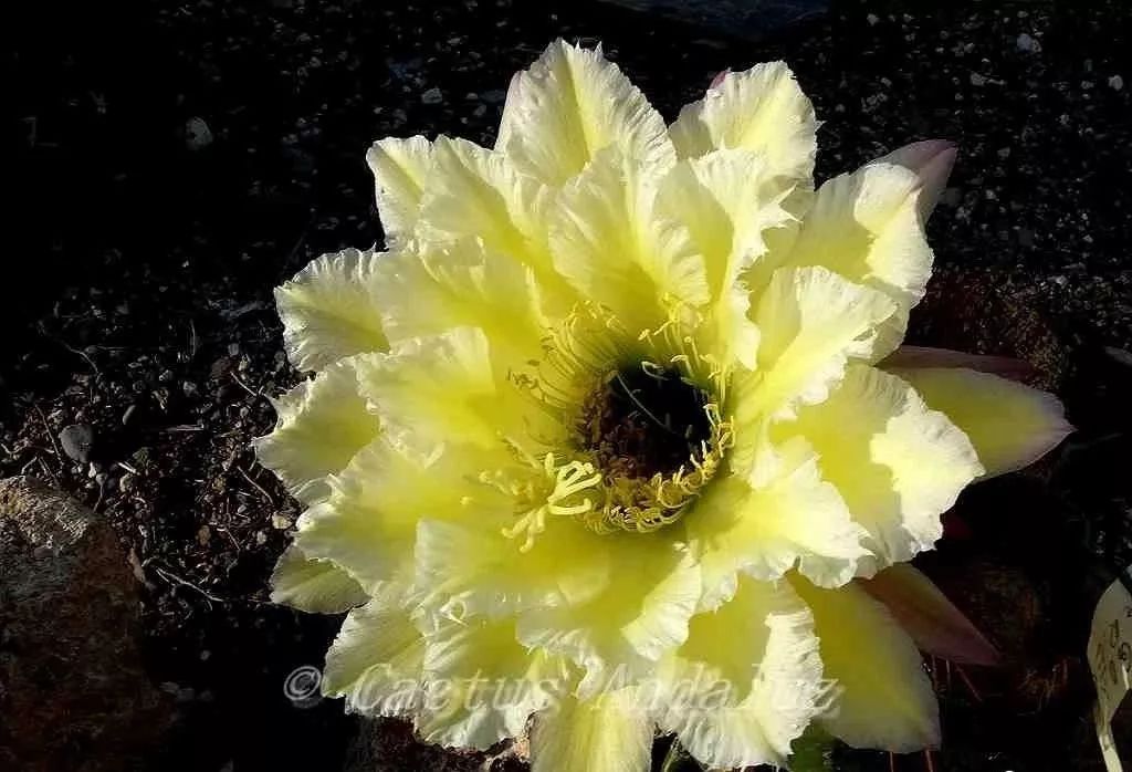 200种·仙人球开花图鉴，大开眼界，美到爆