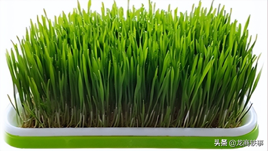 专业致力于青饲料植物工厂的科技创新，解决了养殖户大问题