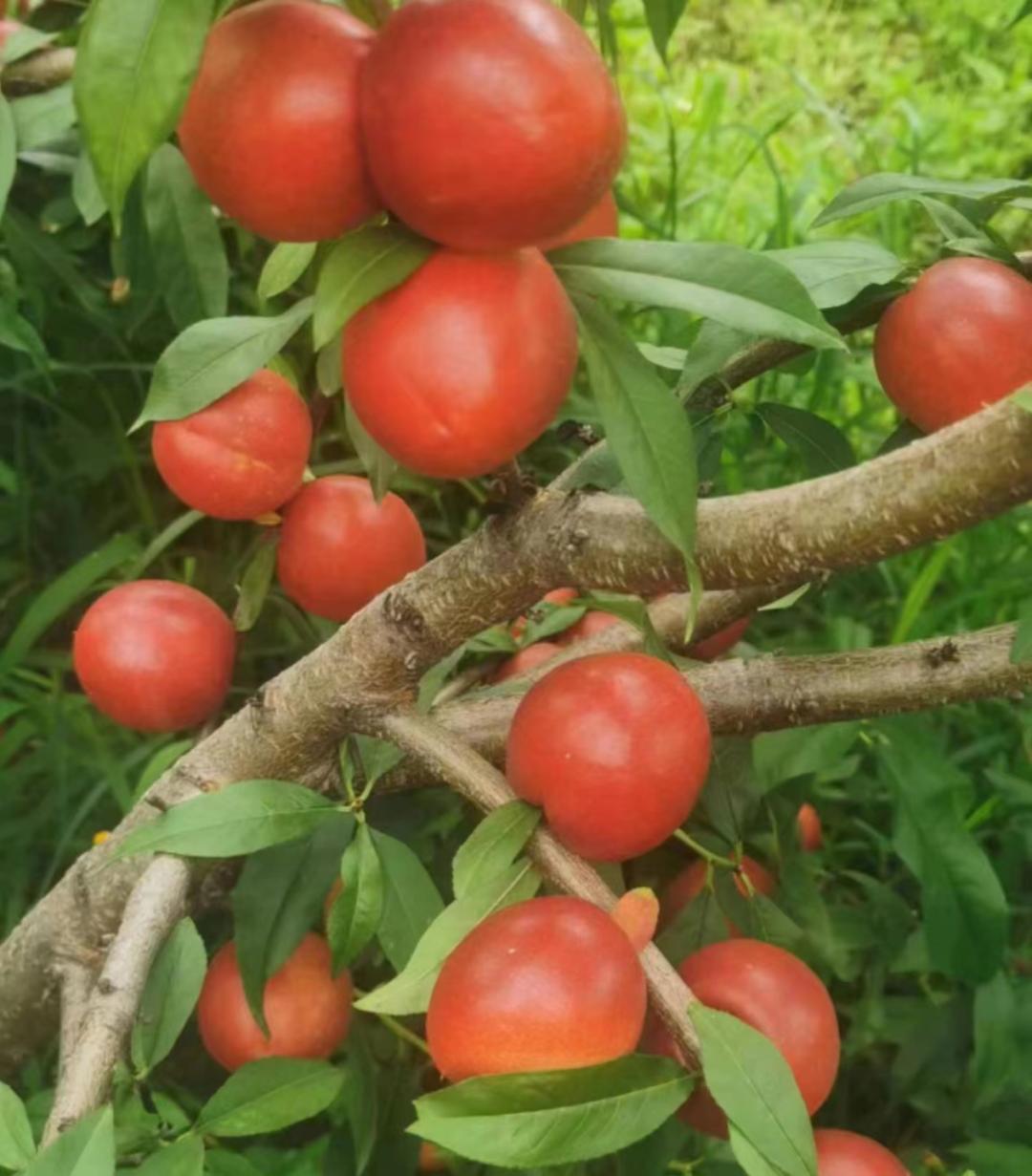 将乡村振兴规划变为美好现实,乡村振兴战略的美好愿景是哪些