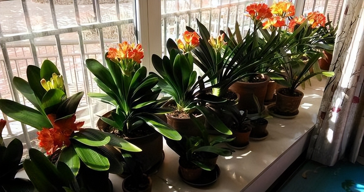 君子兰催花期可以用花多多12号吗,君子兰催花用什么最好养