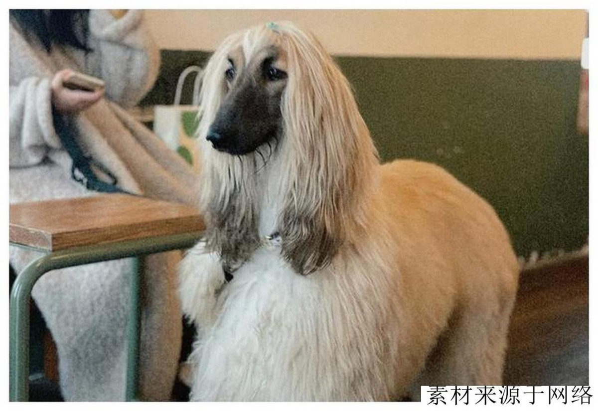 阿富汗犬很难驯服,阿富汗犬的优点和缺点