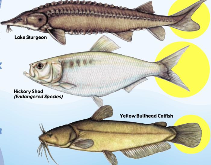 世界上在水底游的最快的鱼,世界上唯一会直立游泳的鱼是什么