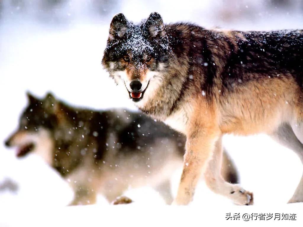 狗狗应该吃什么鱼油,狗狗应该吃什么驱虫药