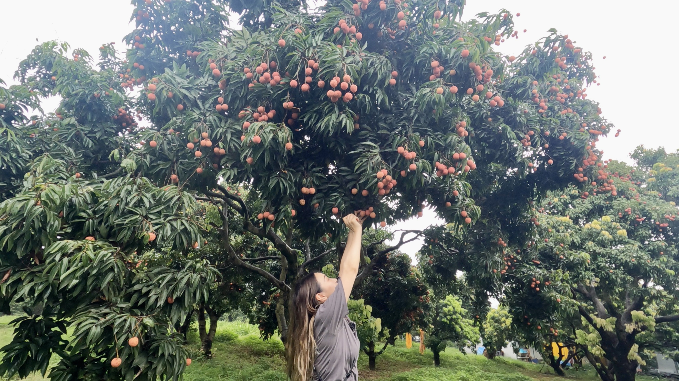 东莞美食和地标简介及特点,东莞的美食历史文化