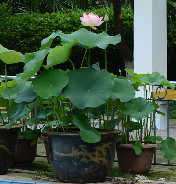 4种“爱晒太阳”的植物，越晒长得越好，枝繁叶茂，开花也就越多