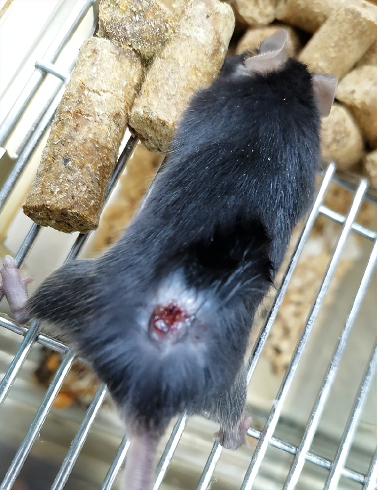 小鼠急救方法,小鼠突然没有活力怎么办