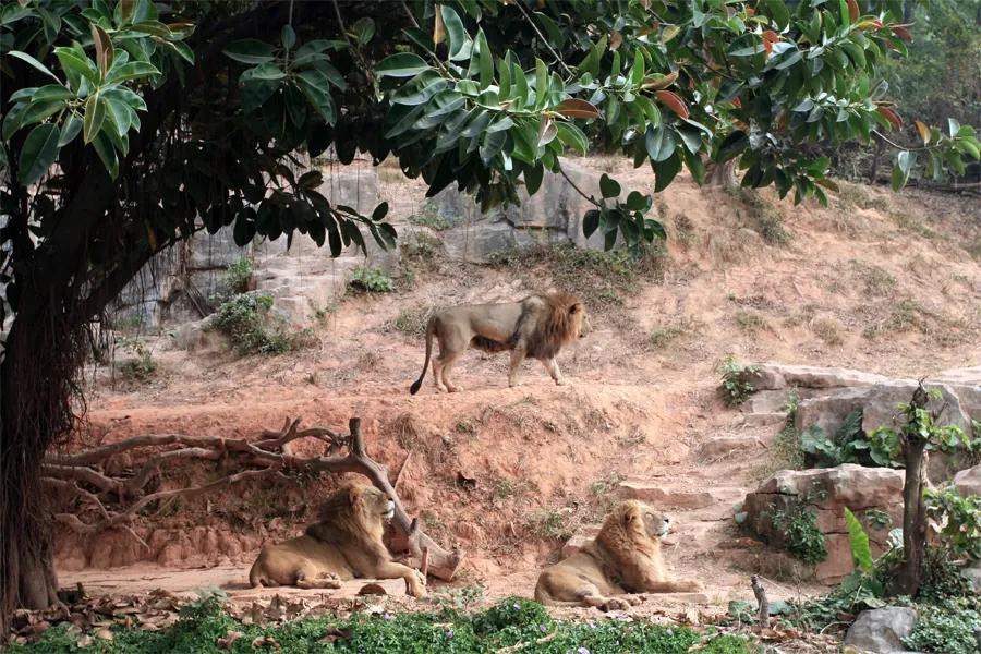 广州长隆野生动物世界有大象吗,广州长隆野生动物世界有多少动物