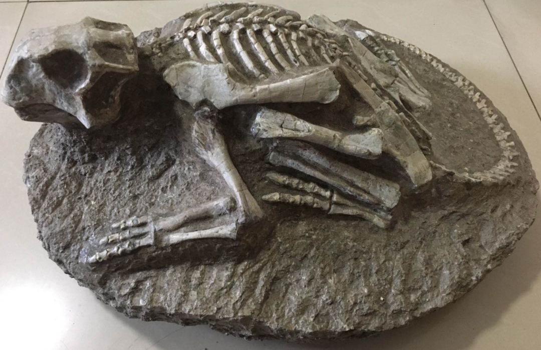 进化论不能解释物种起源,进化论能解释物种大爆发吗