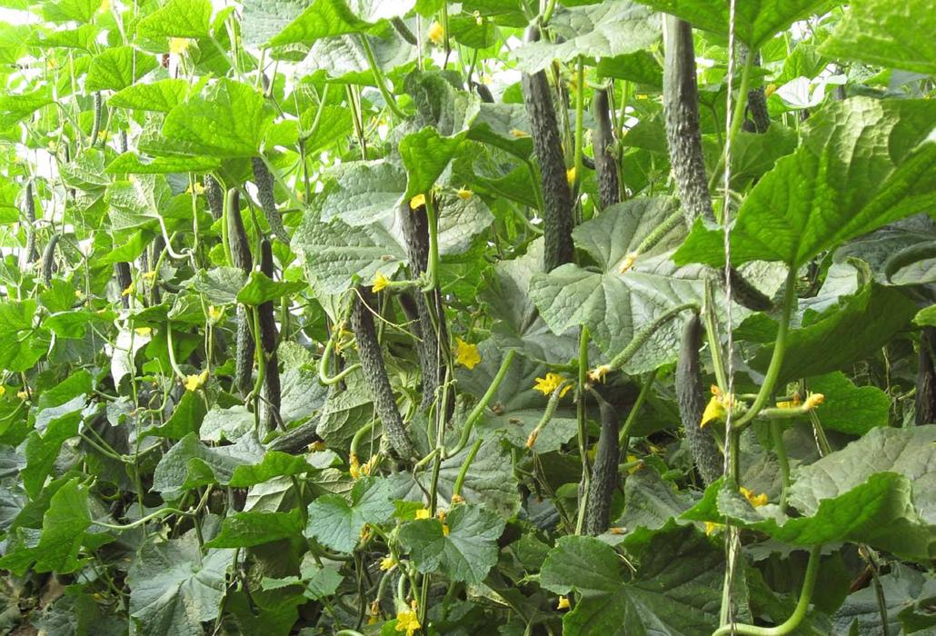 黄瓜坐瓜的技巧和方法,黄瓜弯瓜多的解决小妙招