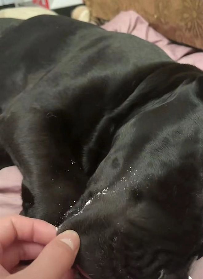 狗狗拉肚子快速解决方法,狗狗拉肚后拉不下粑粑怎么回事