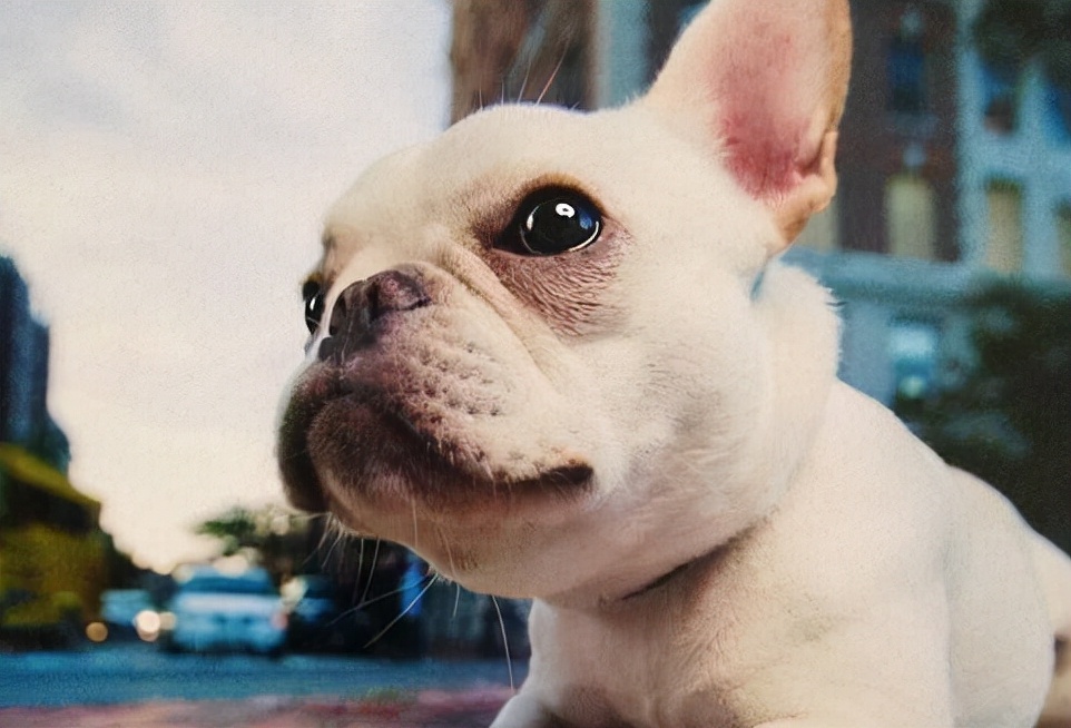 法斗生产过程多长时间算难产,法斗生孩子为什么要剖腹产