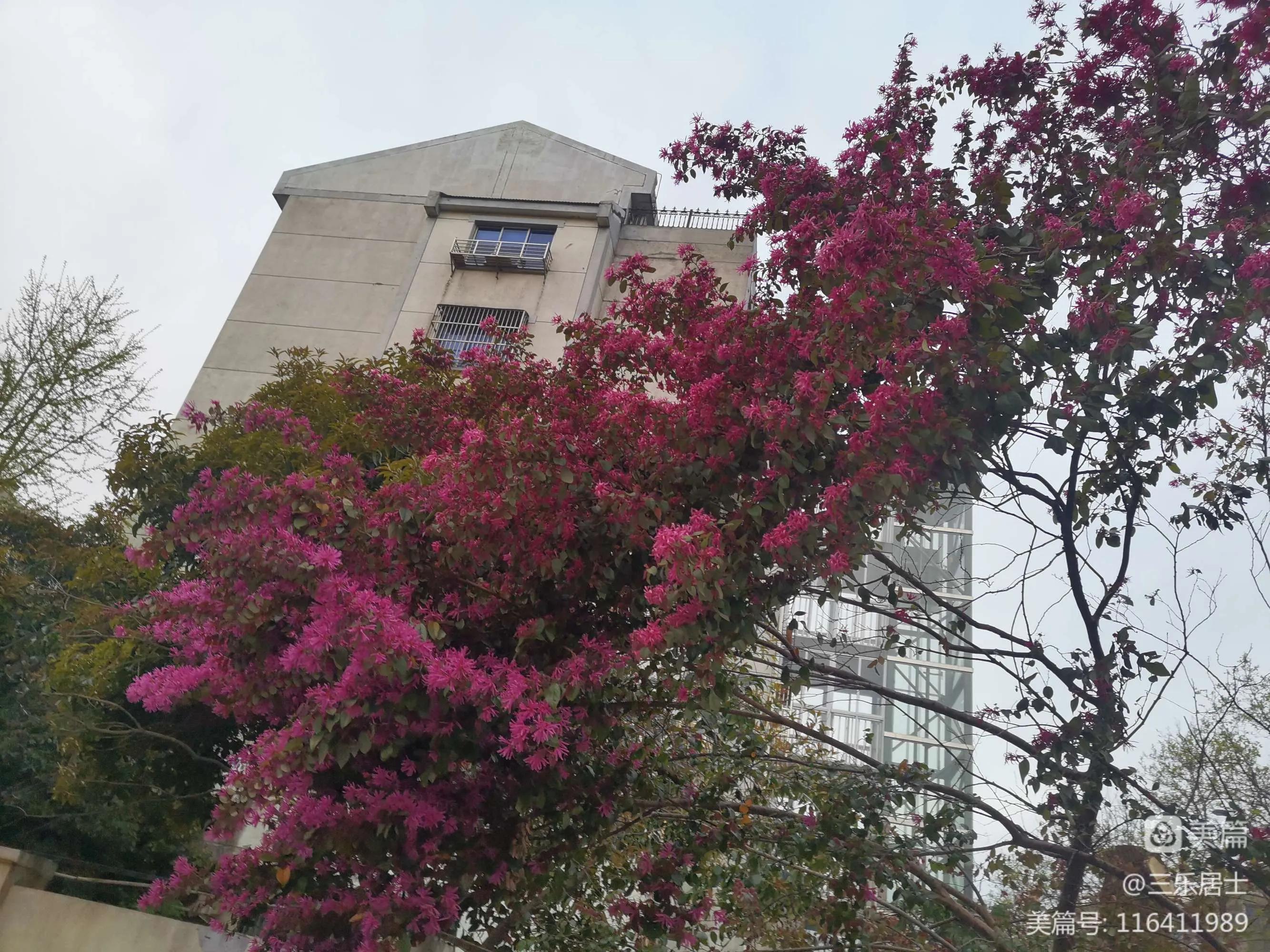 红花檵木的历史故事,白花檵木