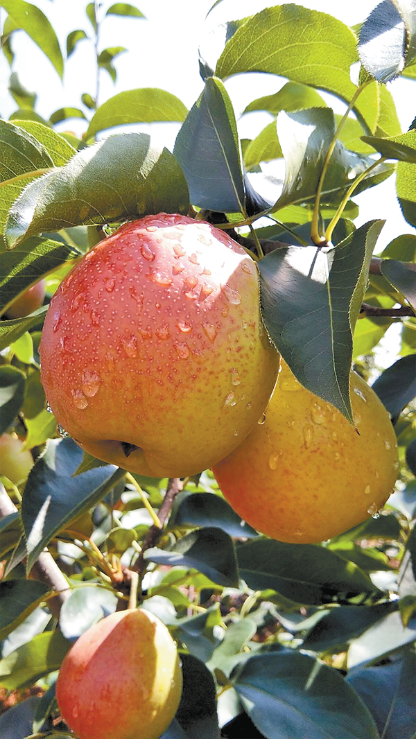 激活招商引资“向心力”加速高原特色农业提质转型