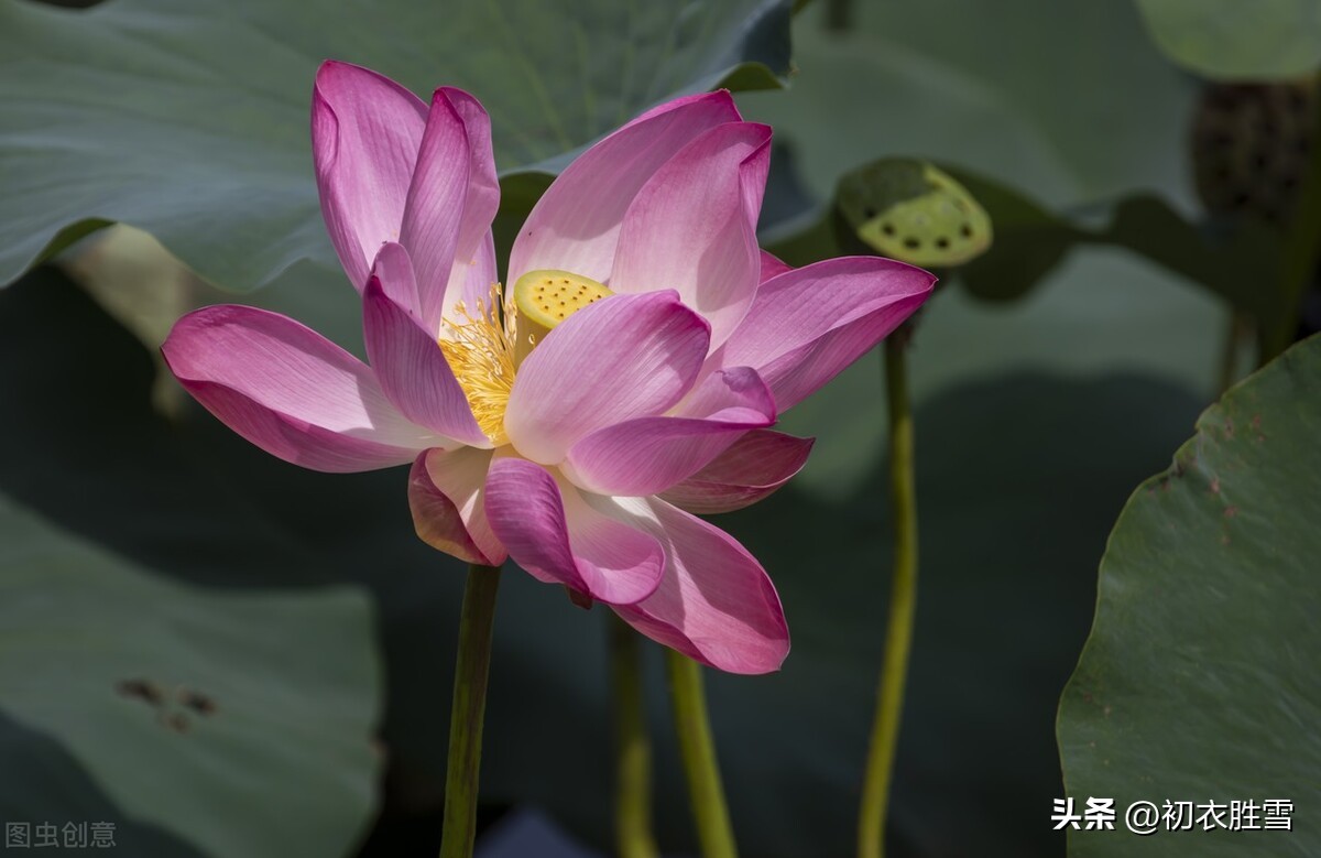 秋荷诗词10首,夏日赏荷简短唯美诗词