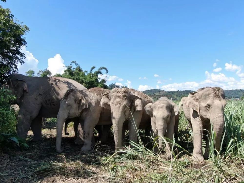 泰国大象发怒伤人视频,泰国大象杀死主人后逃走