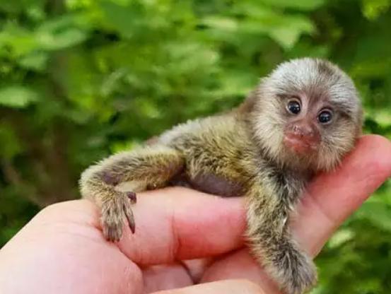 村民喝水异味发现水池有死猴尸体,楼顶蓄水池藏尸案