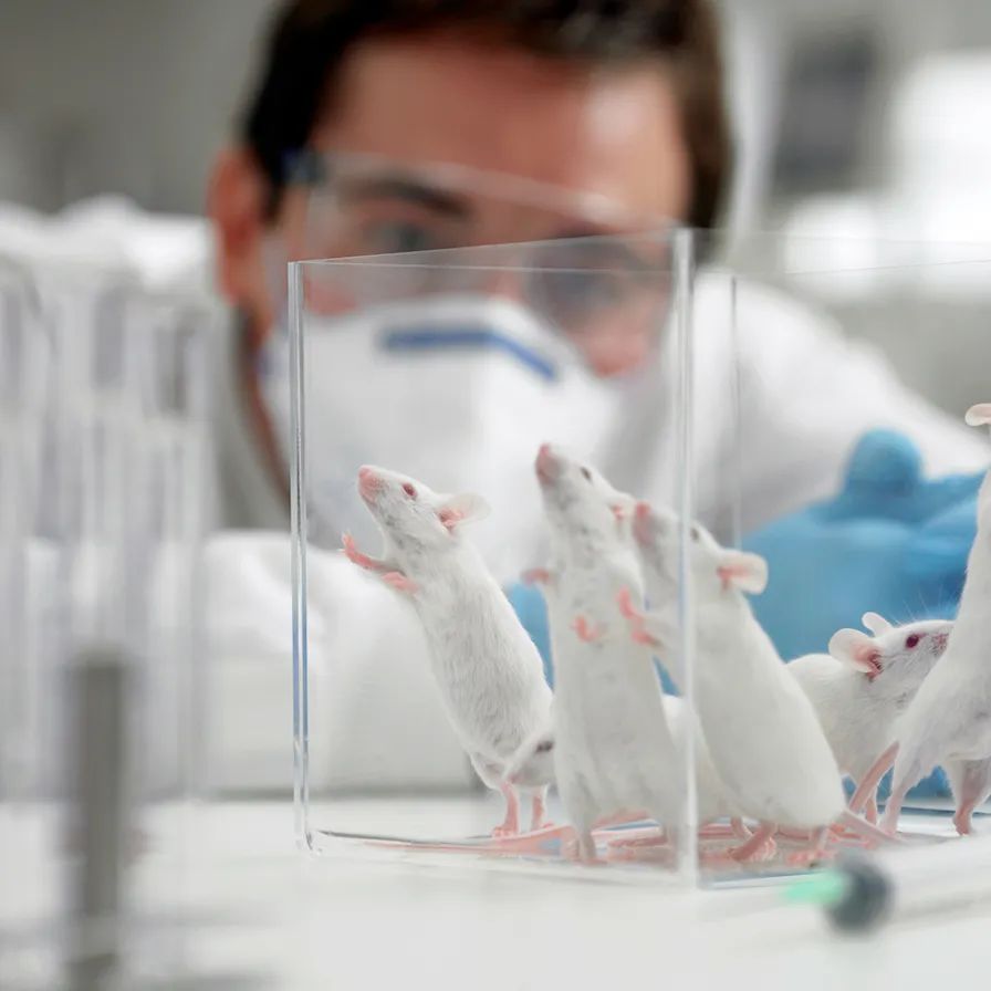 老鼠灭绝了会对生态造成影响吗,老鼠灭绝的地方