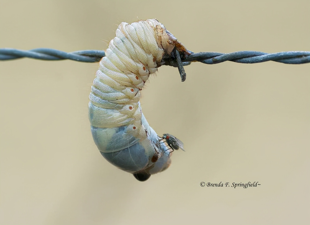 真实大象图片大全可爱,真实野生大象图片