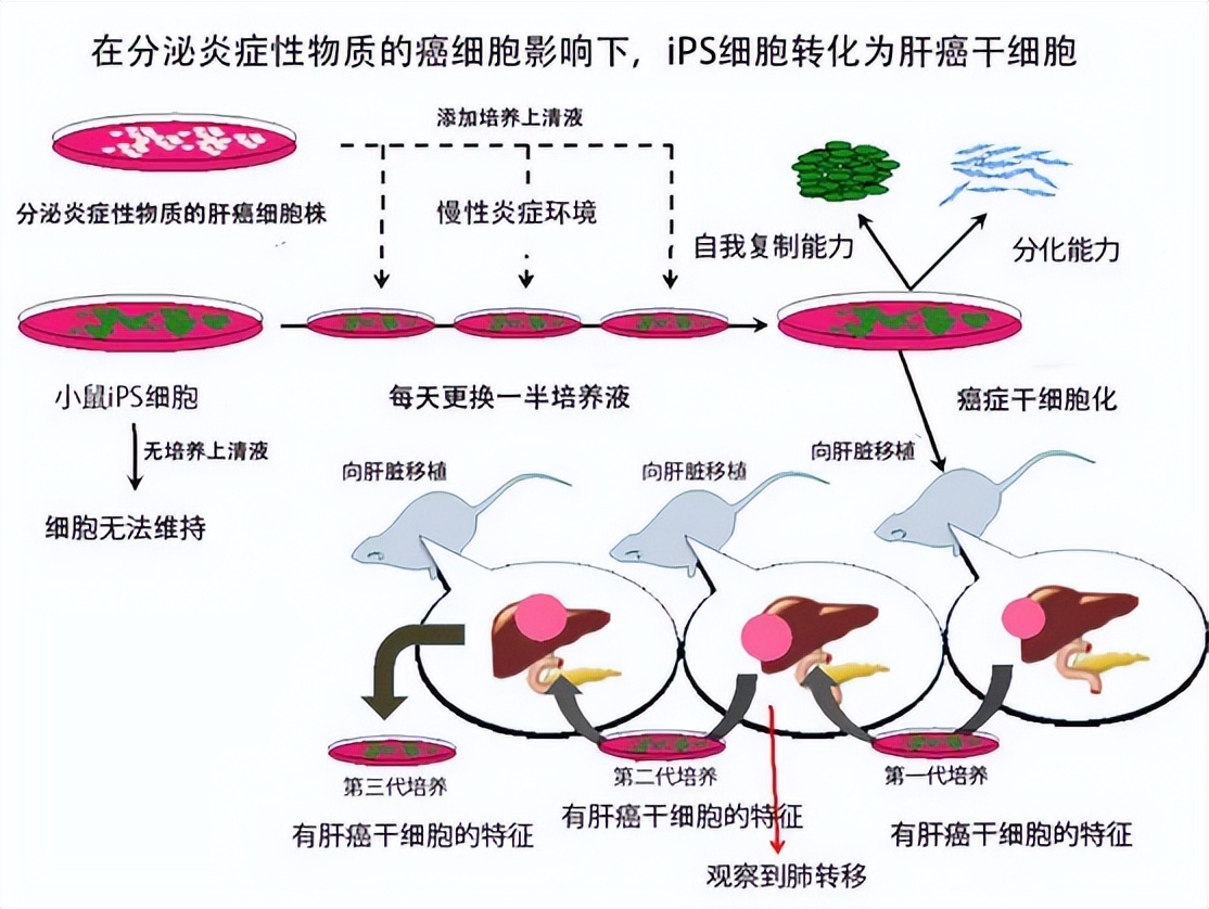 诱导多能干细胞发展历程,诱导多能干细胞的功能及优点