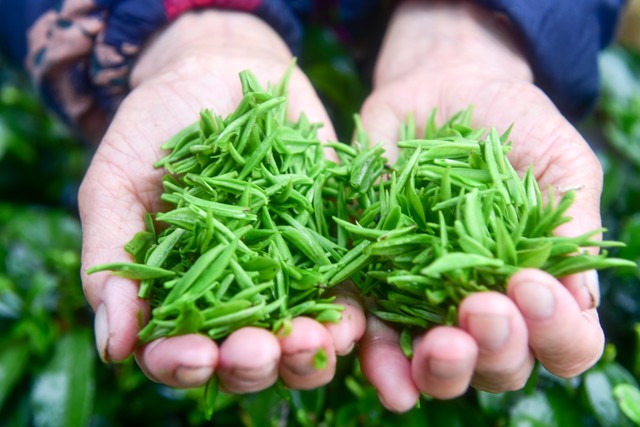 茶产业前景,茶产业高质量发展