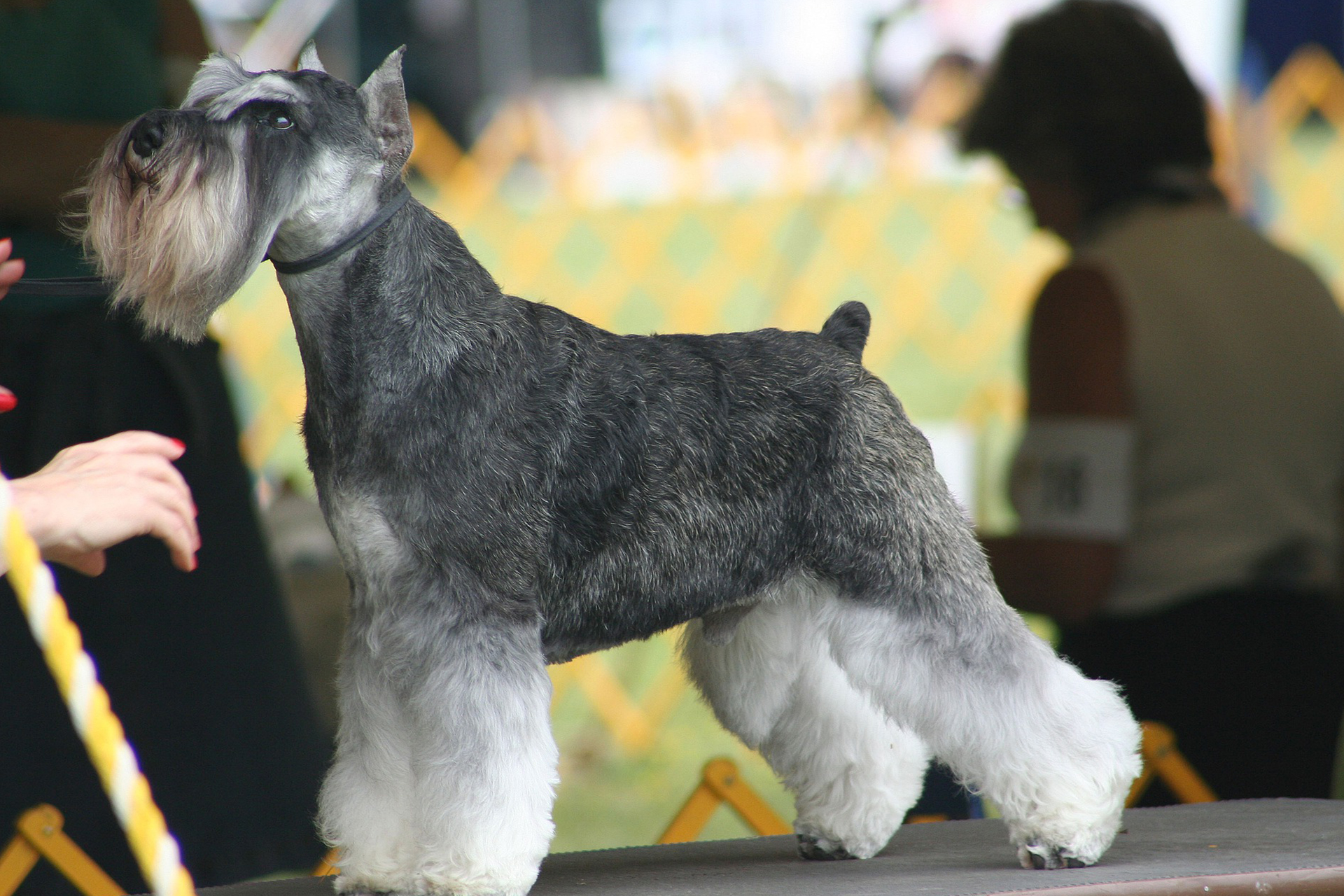 雪纳瑞断尾有什么好处,养雪纳瑞犬的好处和坏处