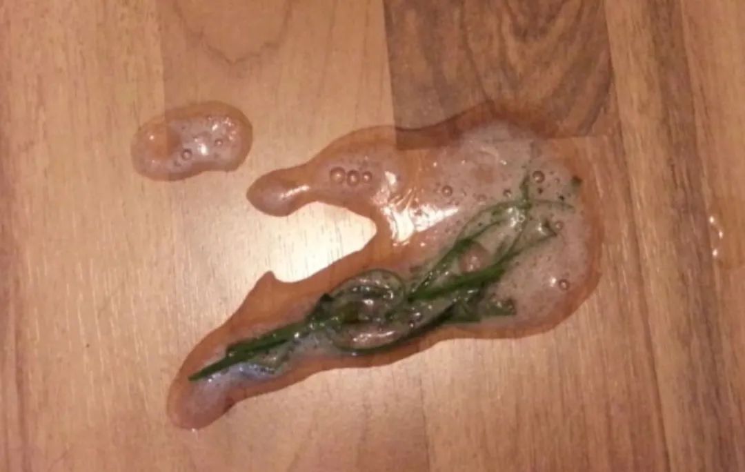 养猫的烦恼家里面好多猫毛怎么办,养猫烦恼