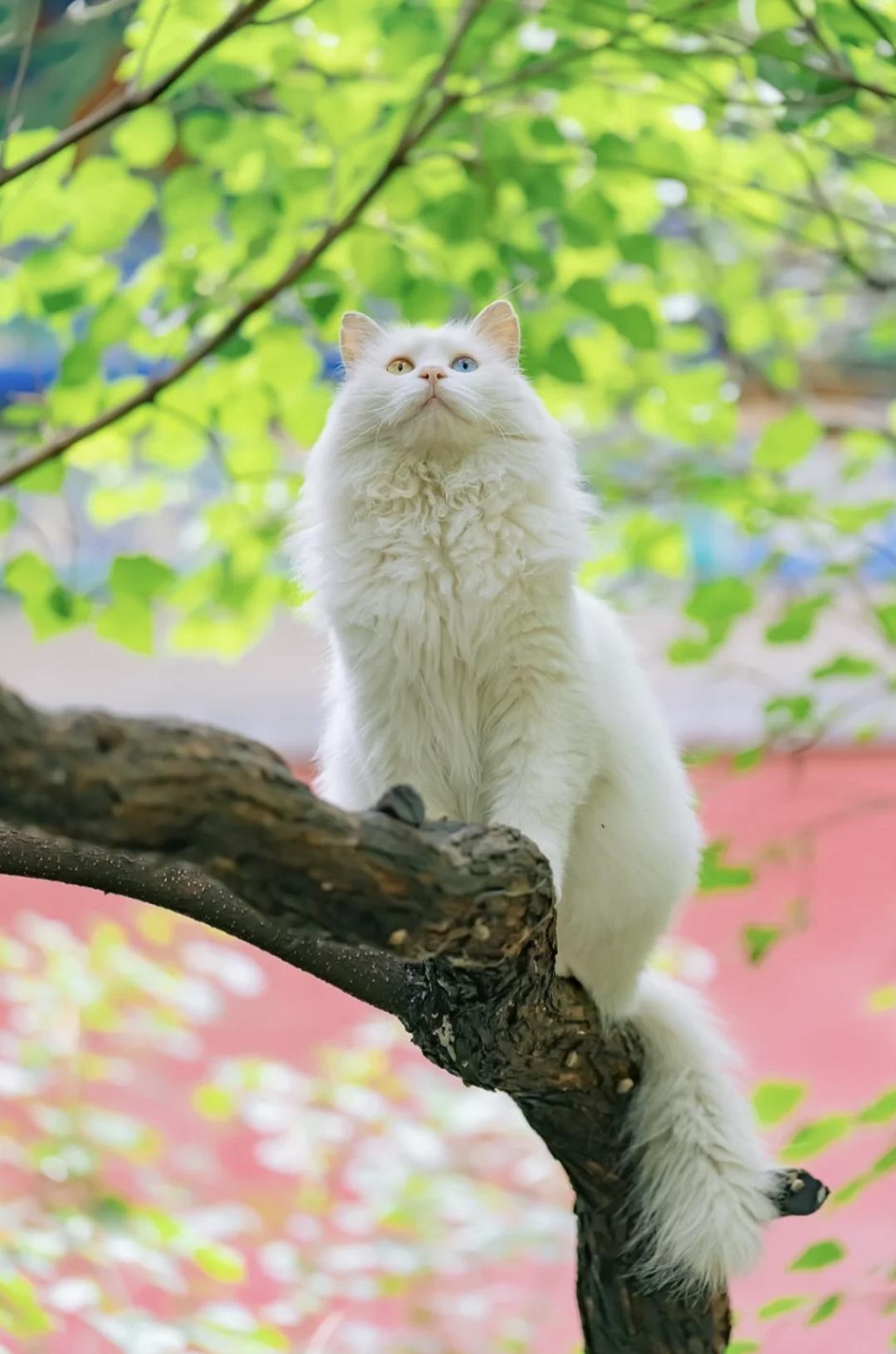 治愈系壁纸｜132张可爱小猫咪的样子