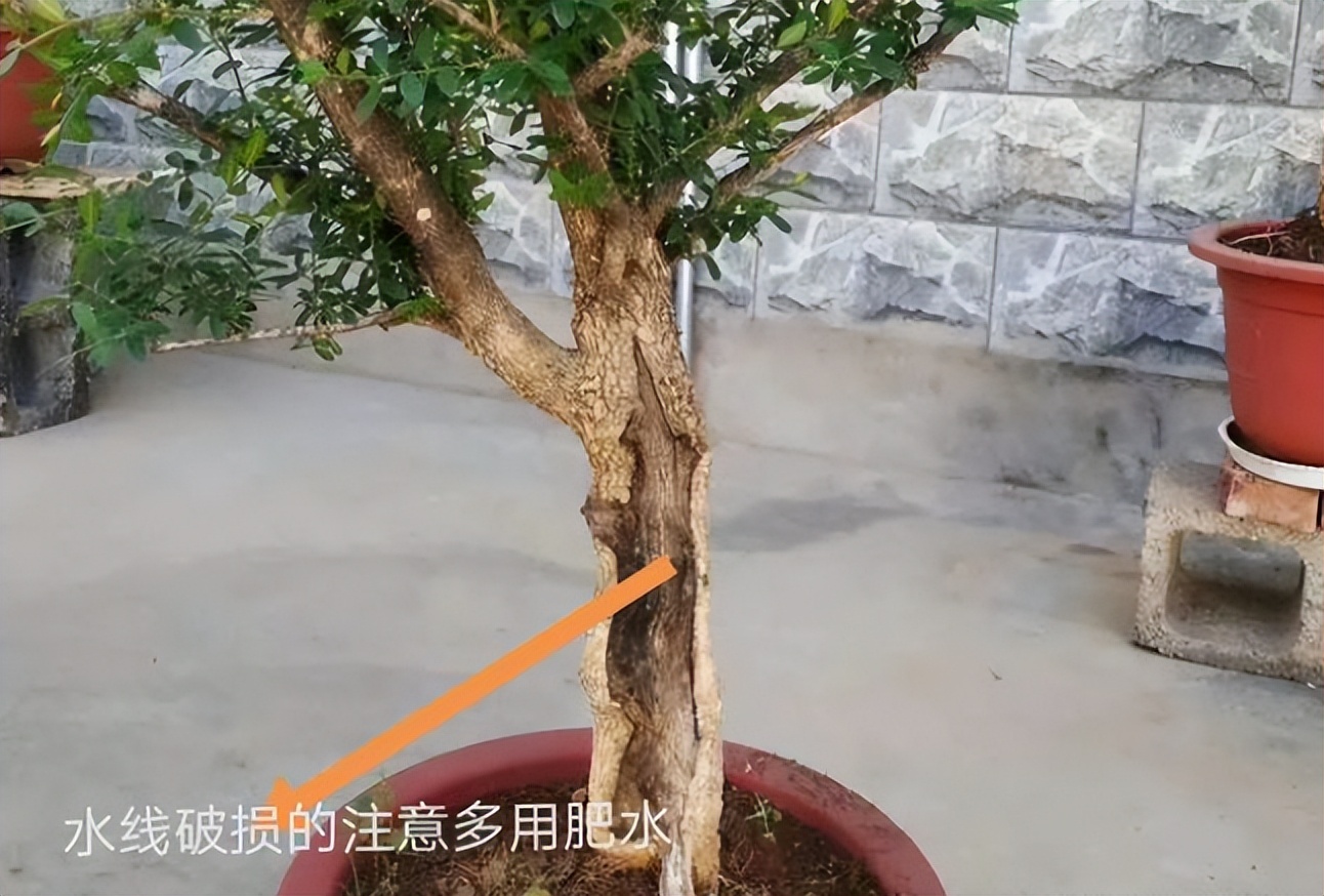 黄杨盆栽忌讳,小叶黄杨树皮有一半枯了怎么处理