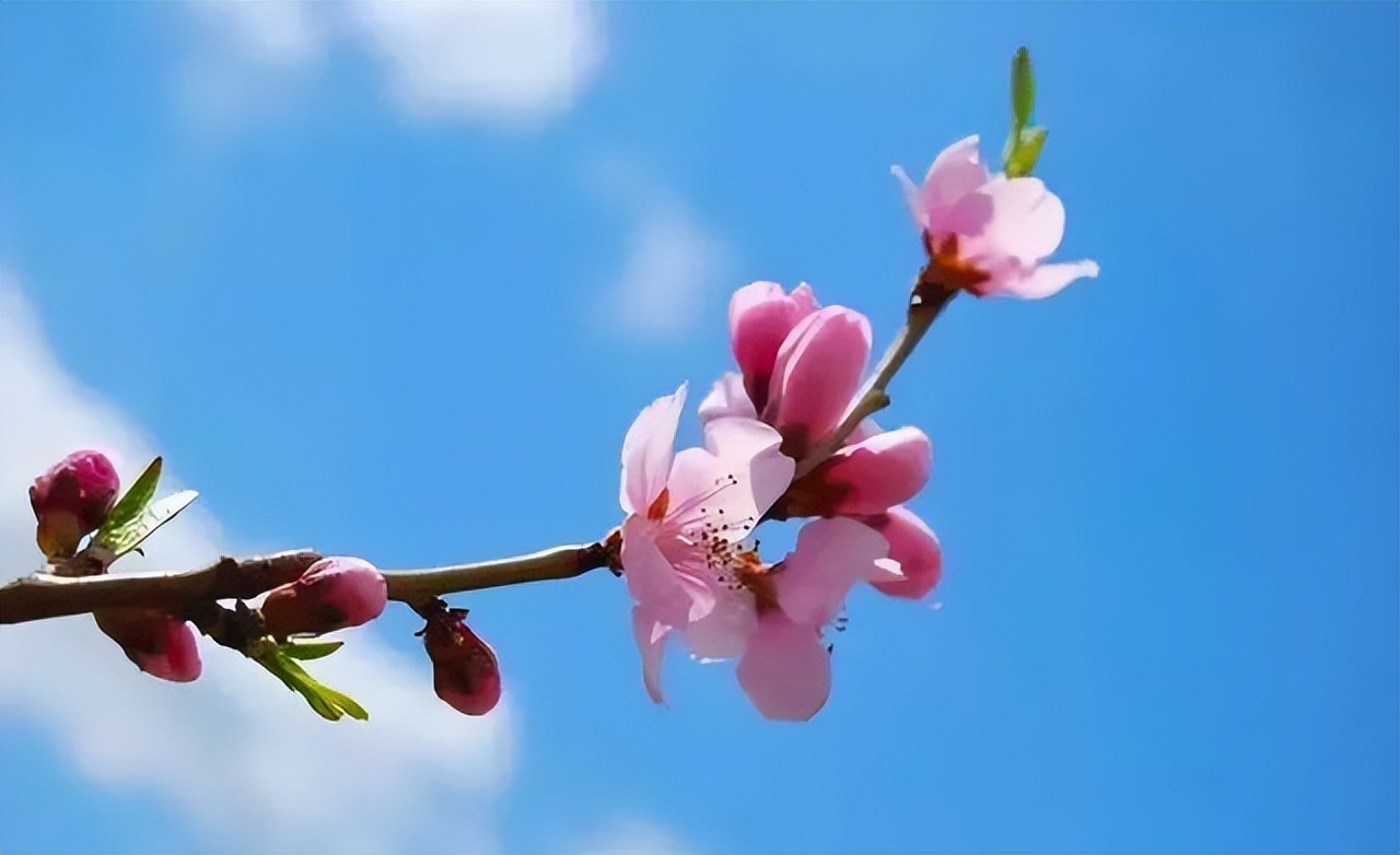 赏花最好的十首诗,看花发朋友圈的绝美诗句