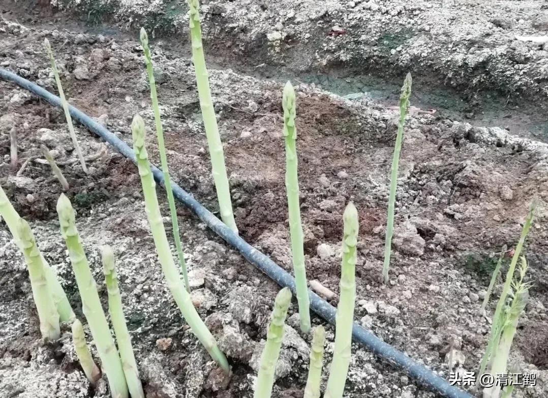 露笋高产吗,莴笋的种植方法和时间