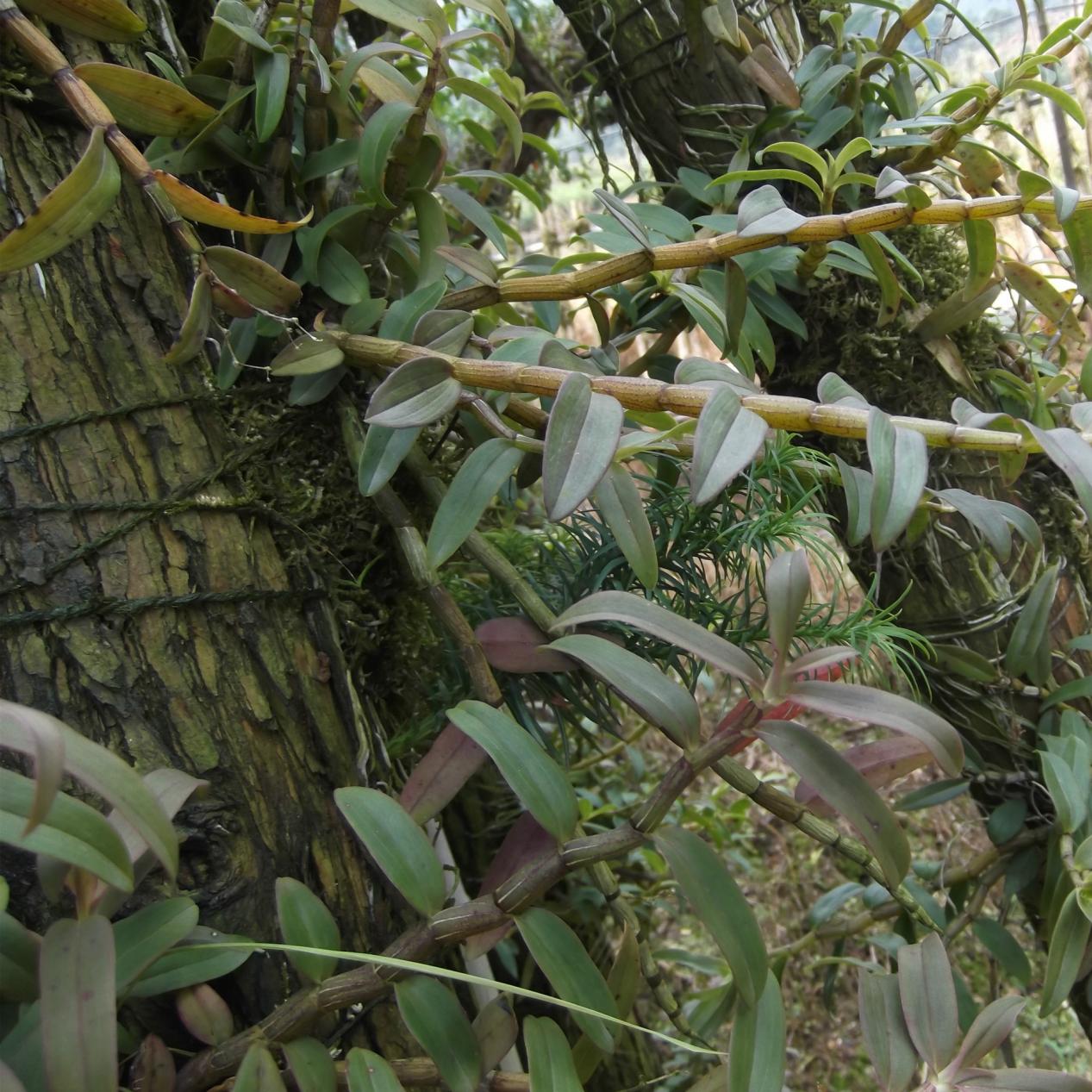 野生石斛现在多少一克,鲜的野生石斛多少一克