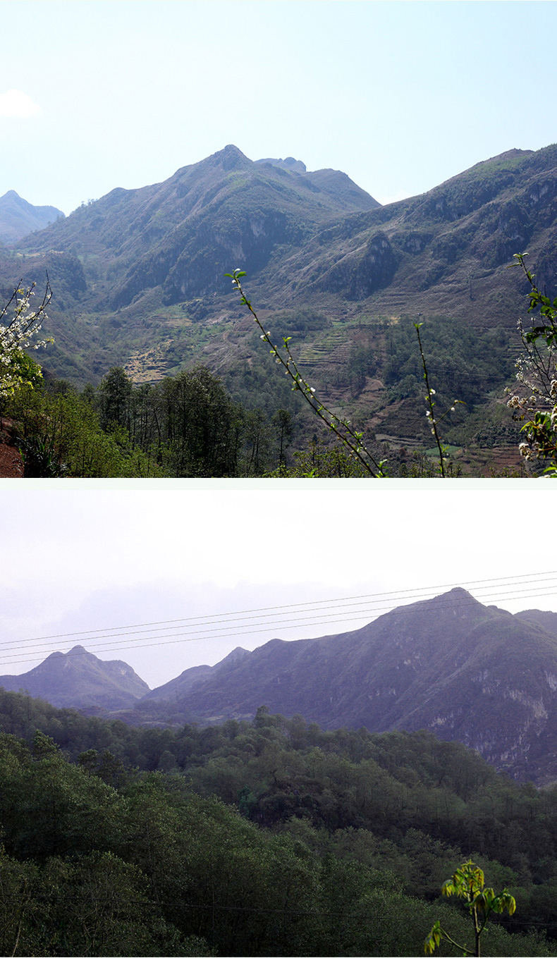 临沧茶区小众山头茶,临沧山头茶哪里最好