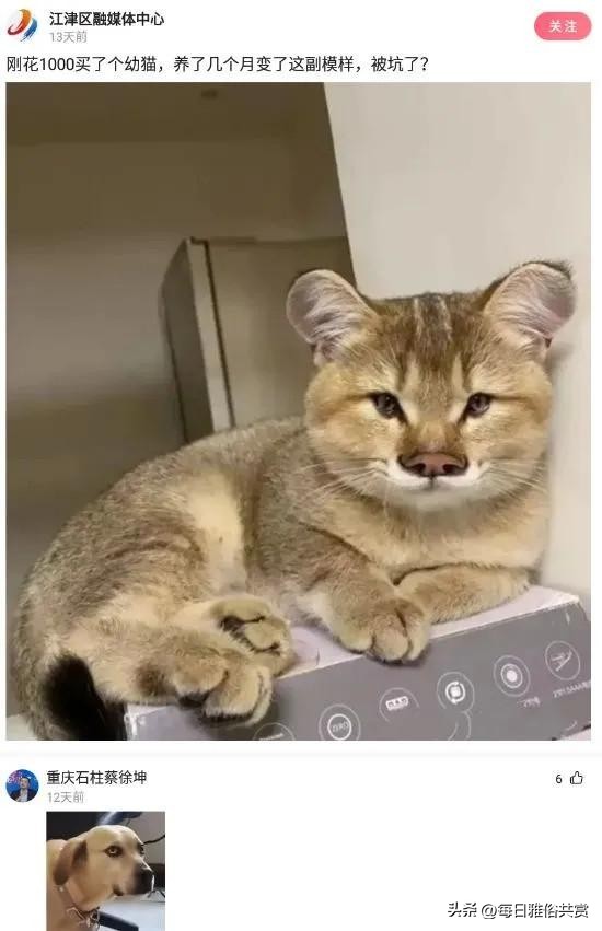 盐选神回复巧妙避开所有重点,盐选神回复