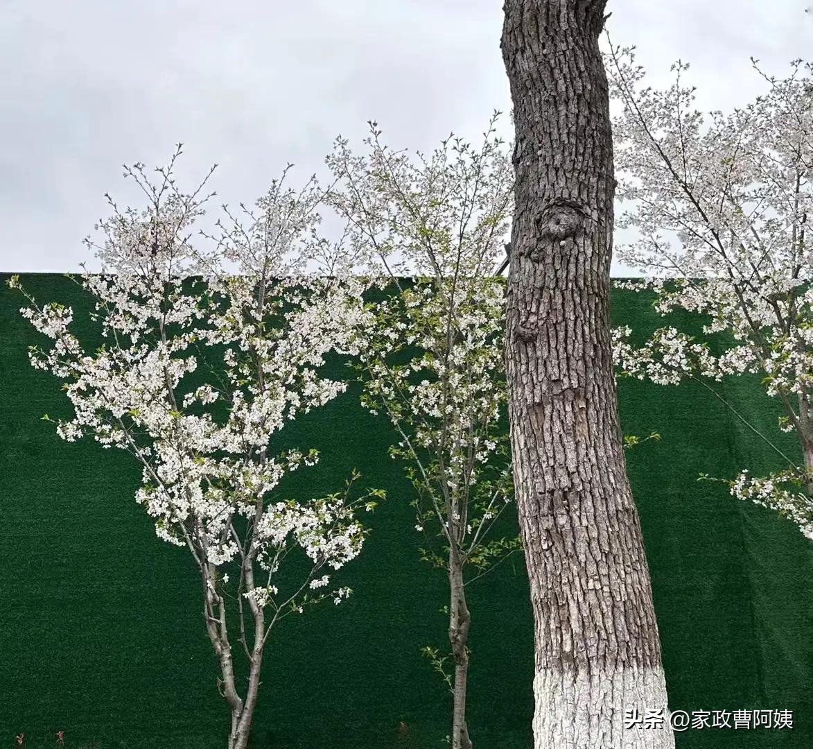 家政水龙头水垢清除妙招,保洁公司清洗浴室玻璃水垢的方法