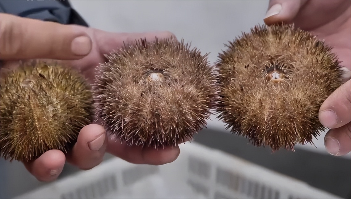 仅有积蓄23块钱，山东小伙大胆借600万，捞出大连海底“小黄金”