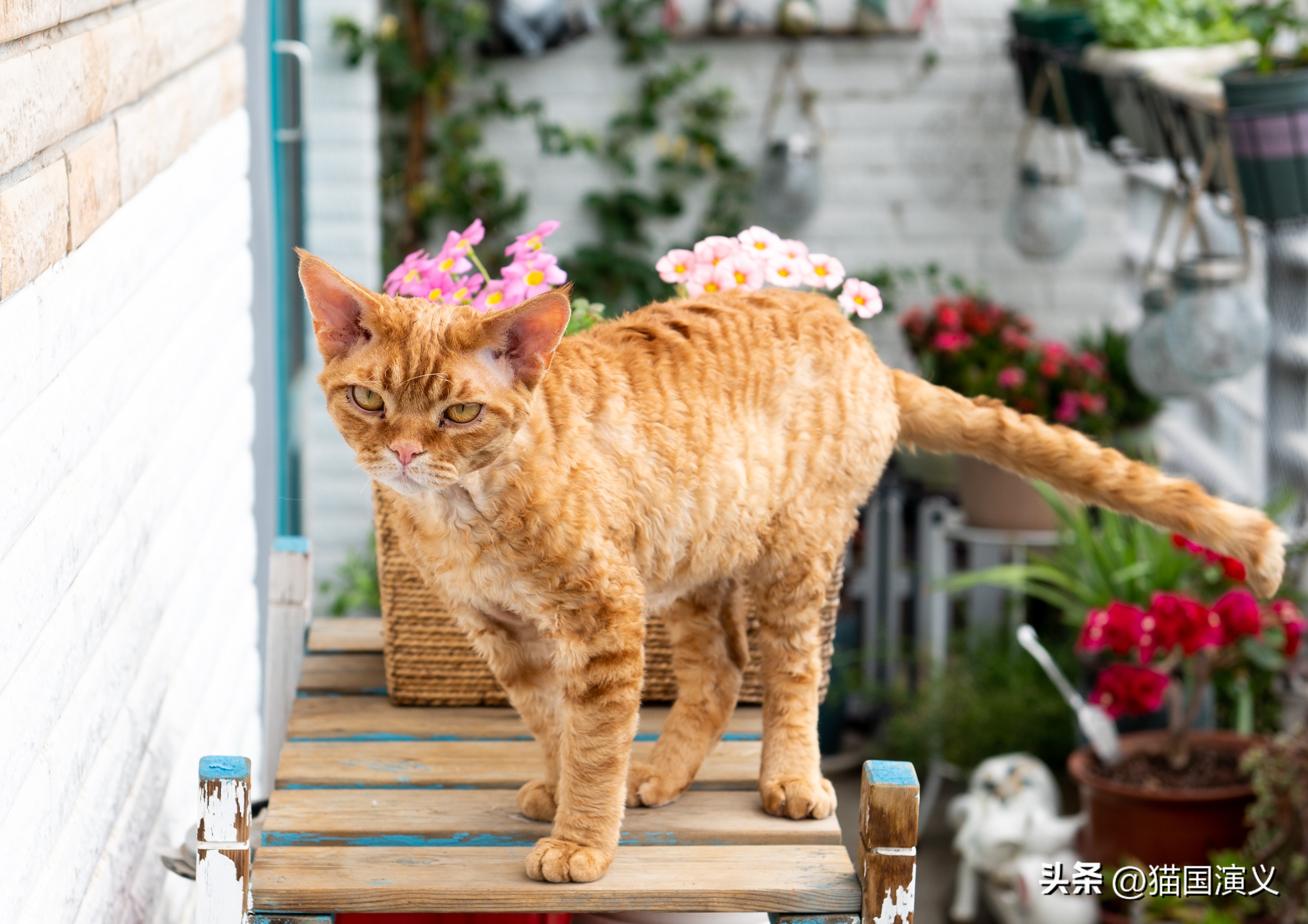 酢浆草和三叶草有什么区别,德文卷毛猫跟狸花猫配