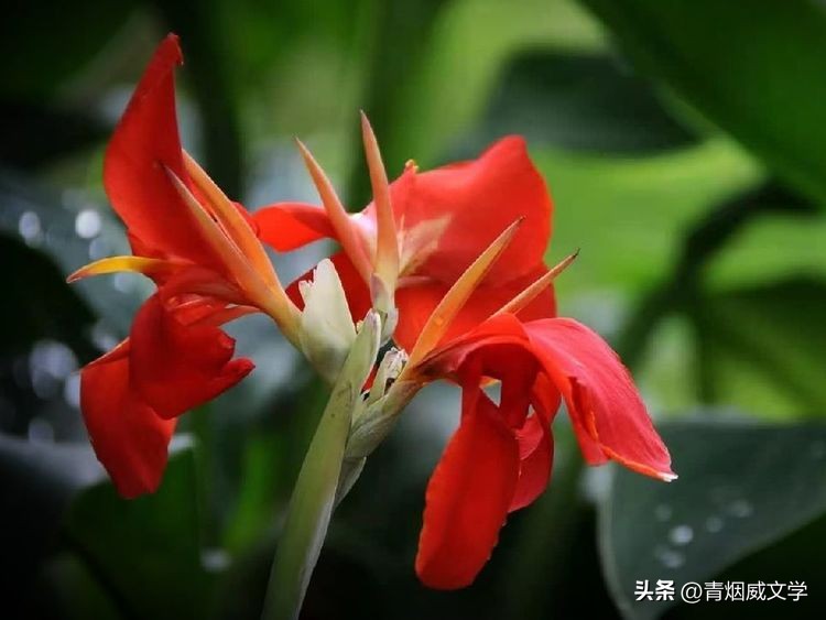 描写清风蝉鸣荷香湖边的古诗词,描写初夏荷塘的古诗词