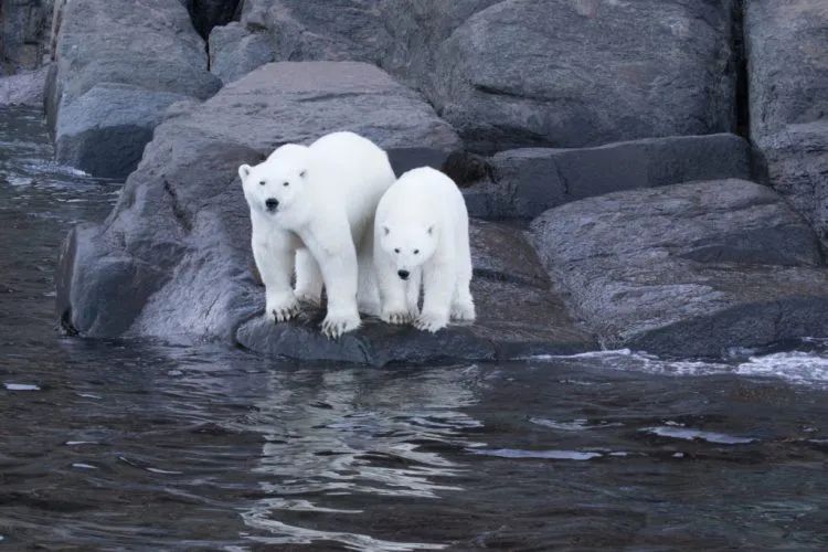 努纳武特地区怎么样,努纳武特地区